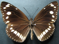 Euploea core corinna - Adult